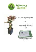 Pack 50 Abelia 100826